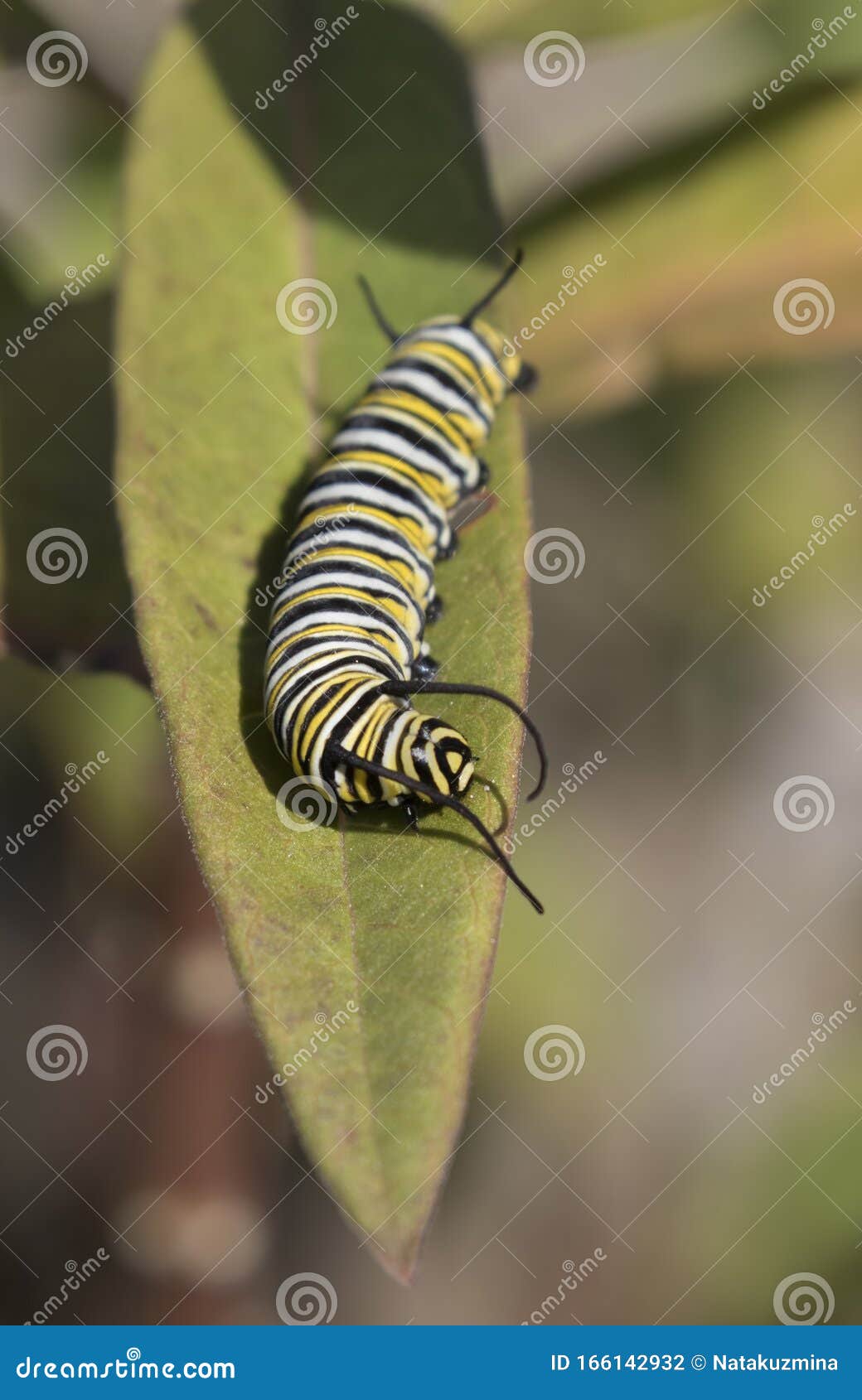 Monarch Caterpillar Eating Milkweed Leaf Stock Photo - Image of ...