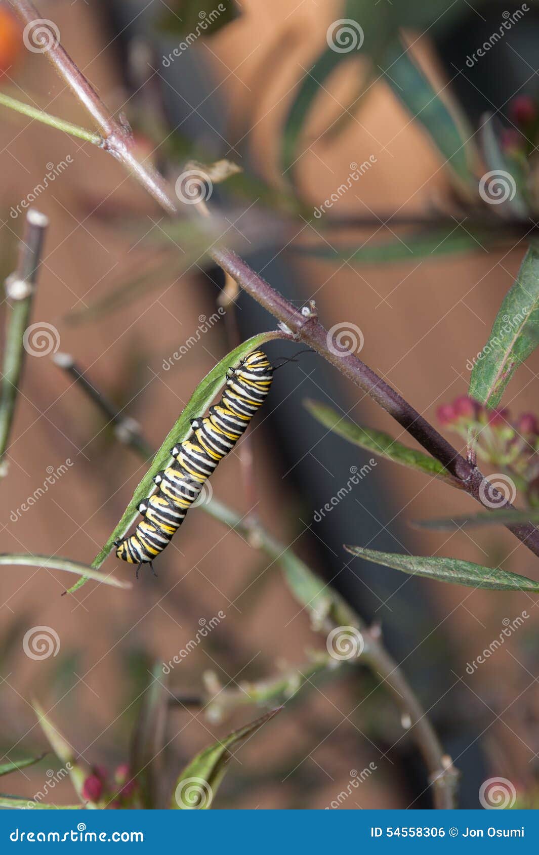 Monarch Caterpillar Eating Milkweed Leaves Stock Photo Image of