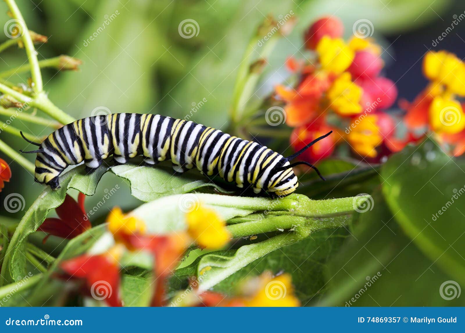 monarch caterpillar feeding milkweed