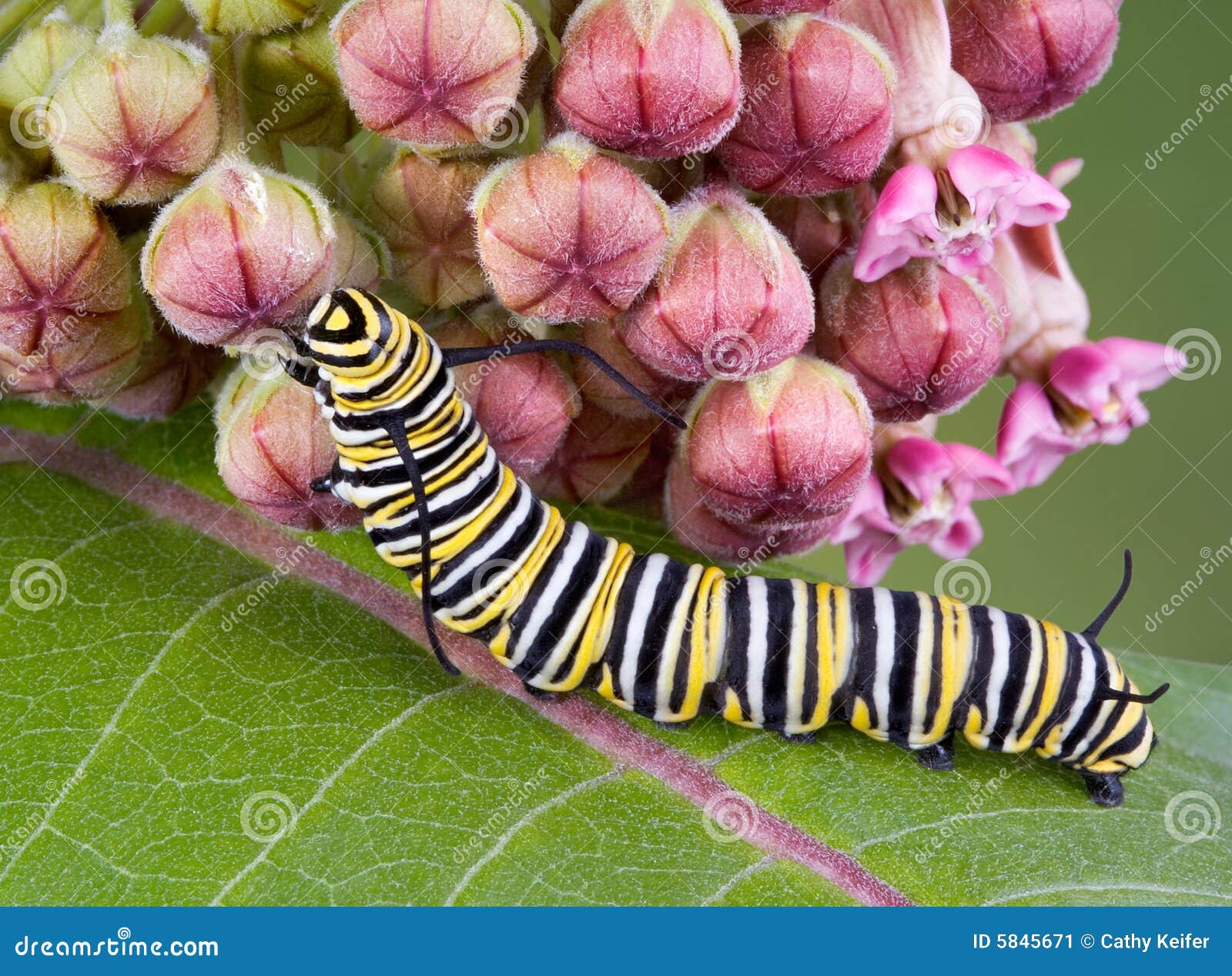 monarch caterpillar on milkweed