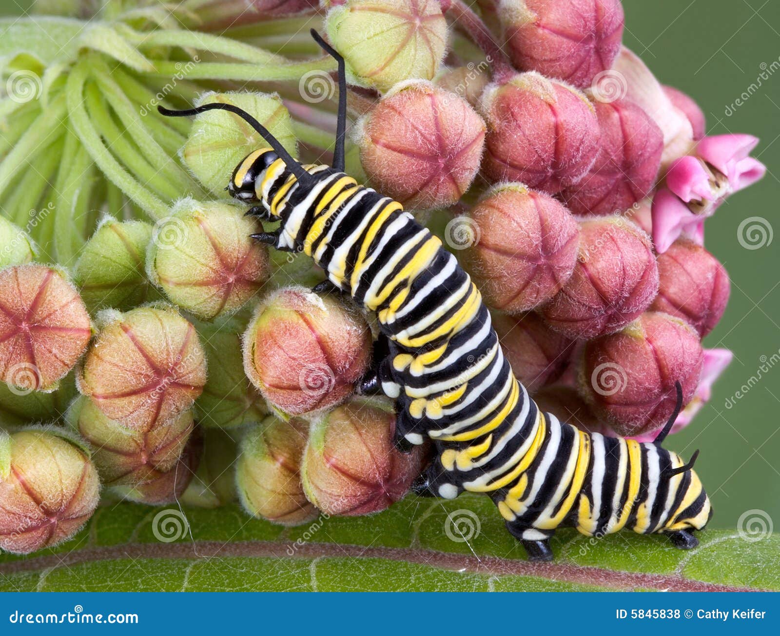 Monarch Caterpillar On A Milkweed Plant Stock Photography