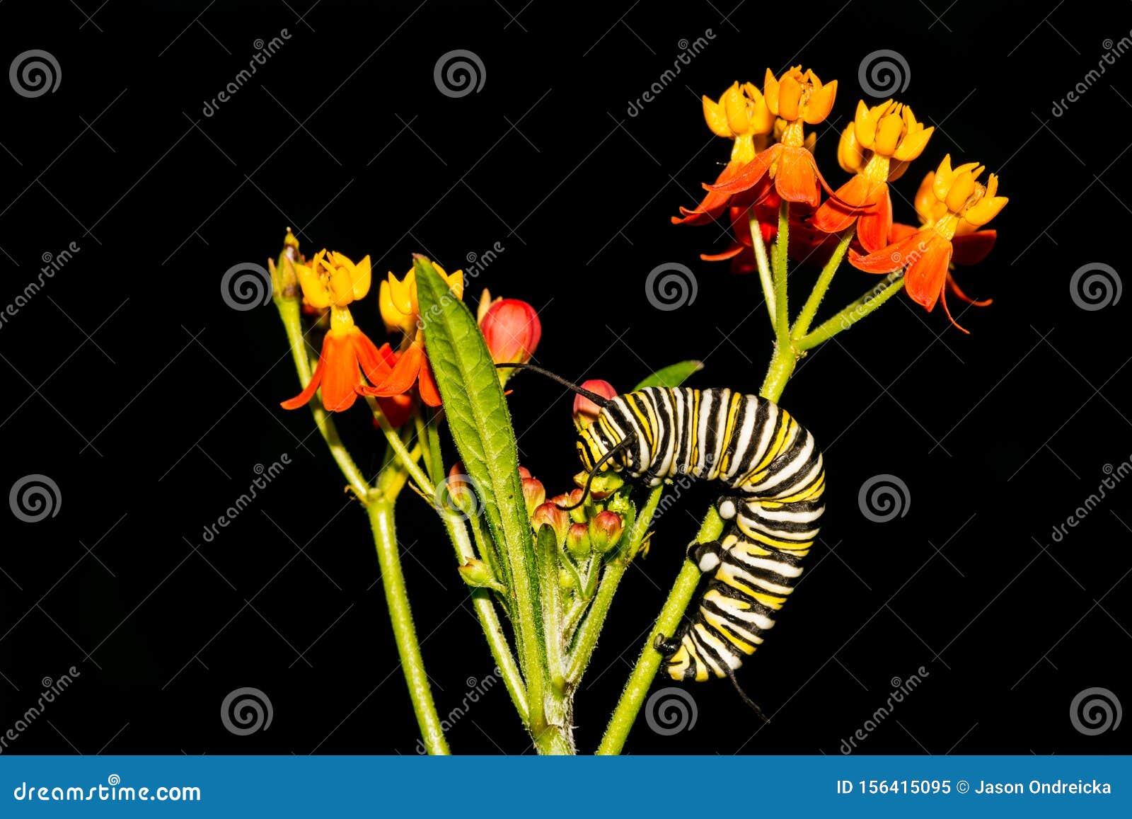 Monarch Caterpillar On Milkweed Royalty-Free Stock Photo ...