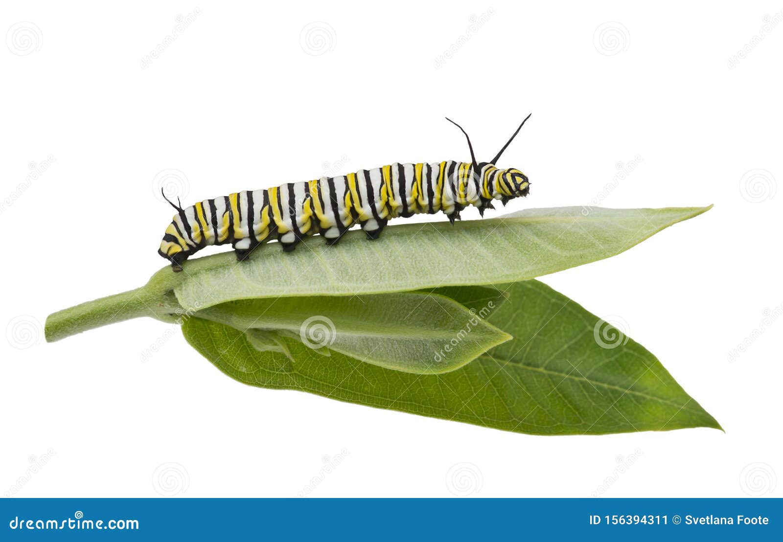 monarch caterpillar on milkweed leaf  on white