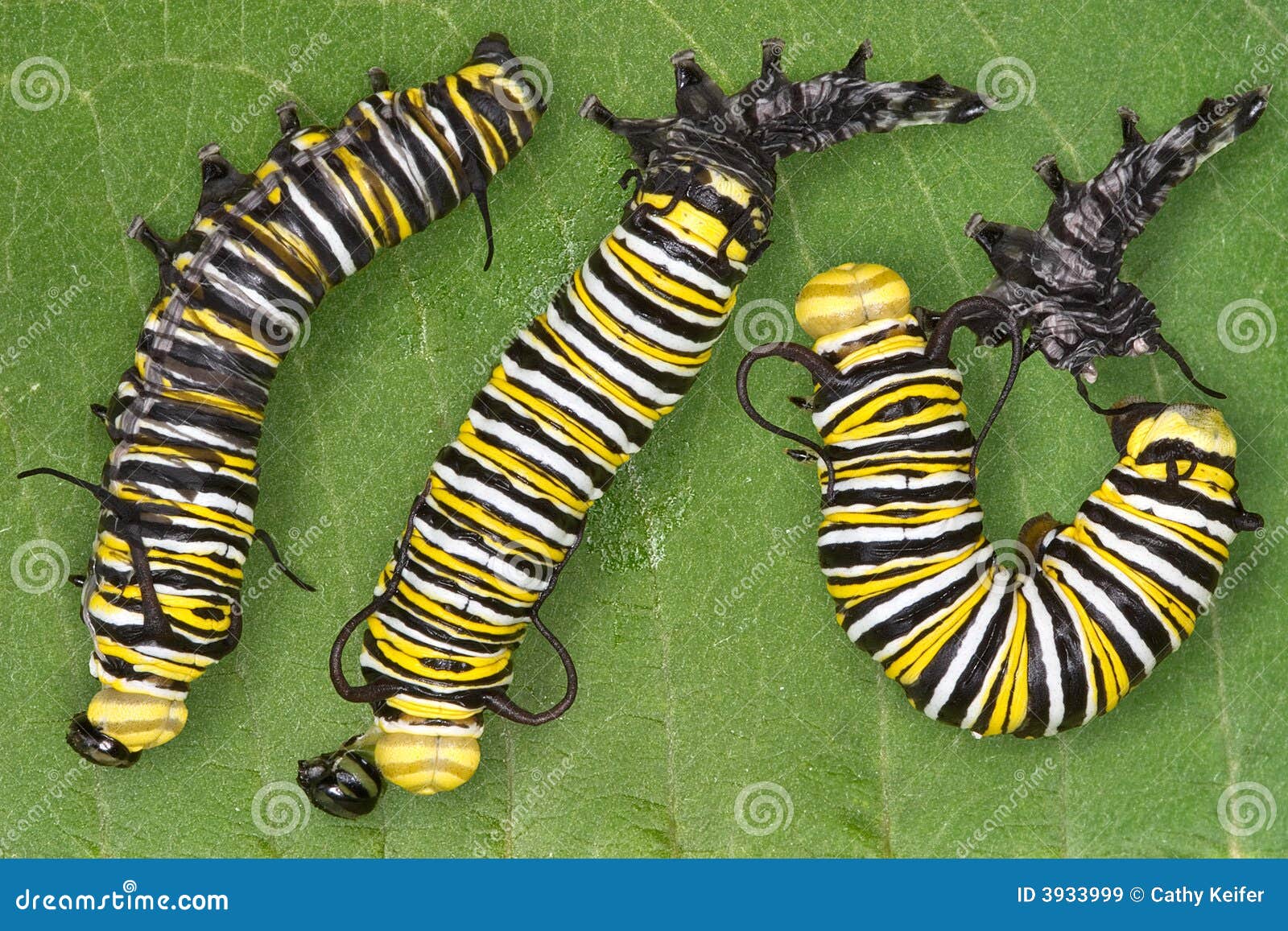 Monarch Caterpillar Shedding Stock Image - Image: 3933999