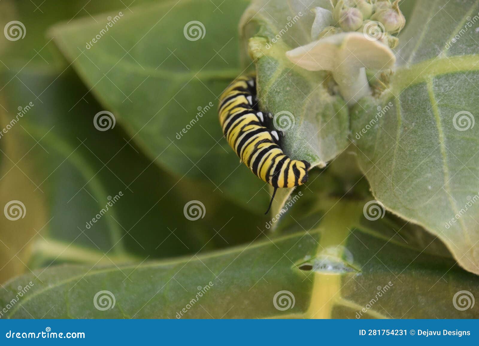Monarch Caterpillar Snacking on a Milkweed Leaf Stock Image Image of