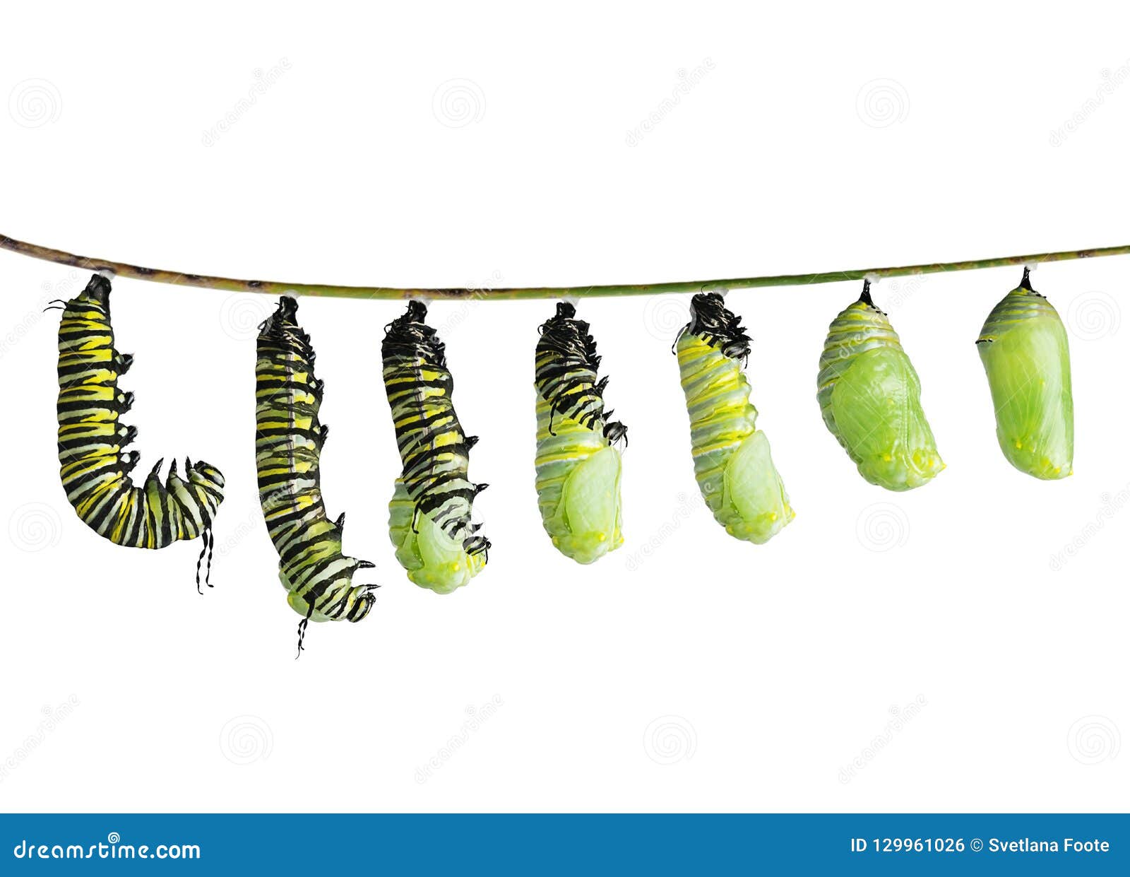 Big Caterpillar Royalty Free Stock Photography CartoonDealer big-caterpillar-royalty-free-stock-photography-cartoondealer
