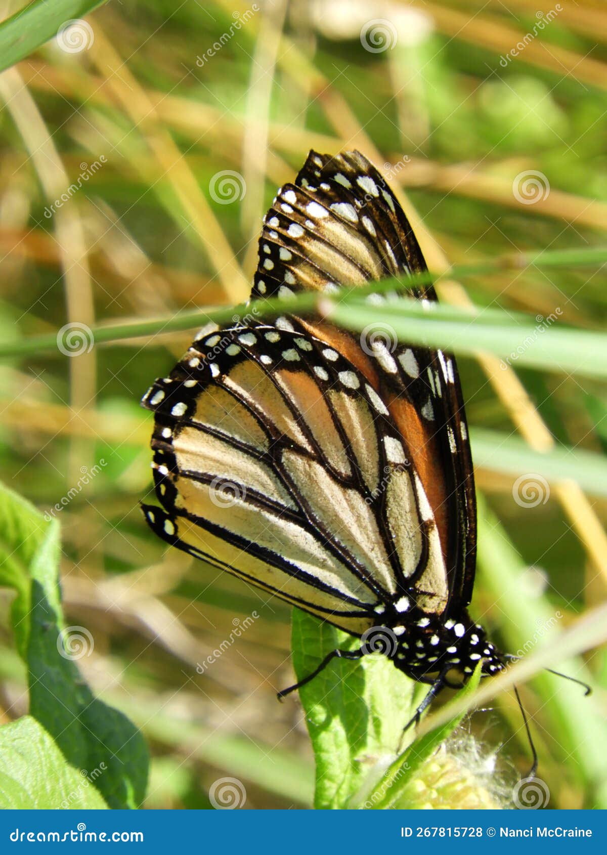 monarch butterfly feeds in late summer before migration