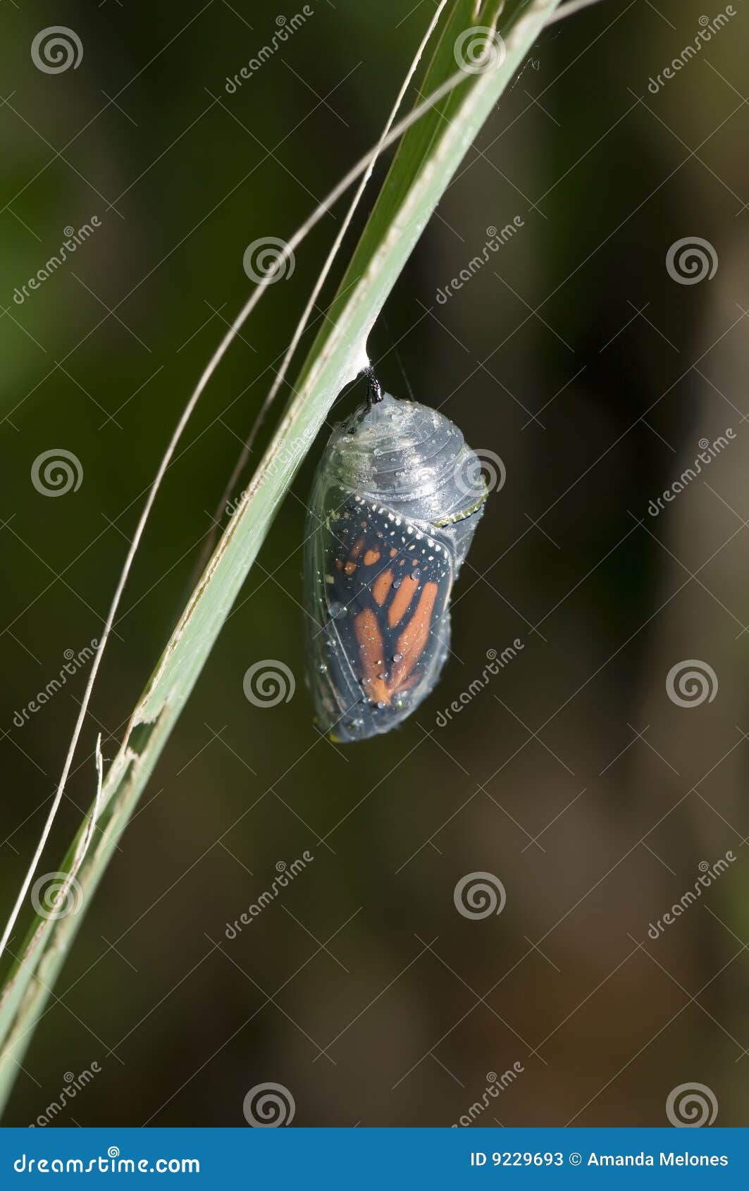 monarch cocoon