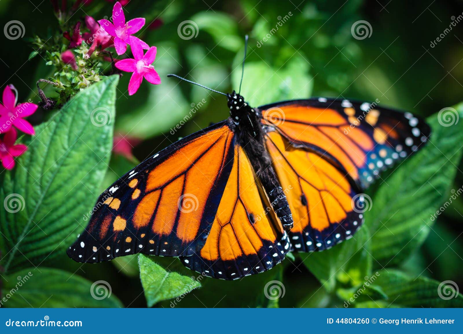 monarch danaus plexippus