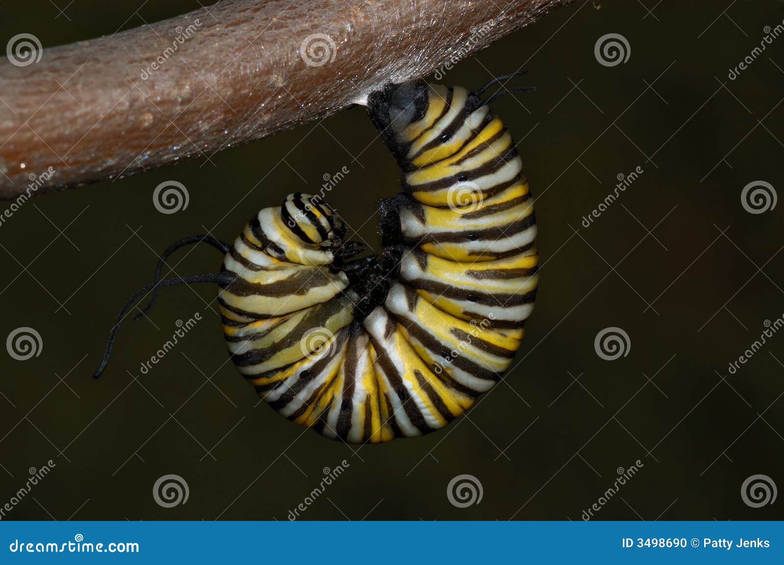 Monarch J Stage stock photo. Image of butterfly, hang 3498690