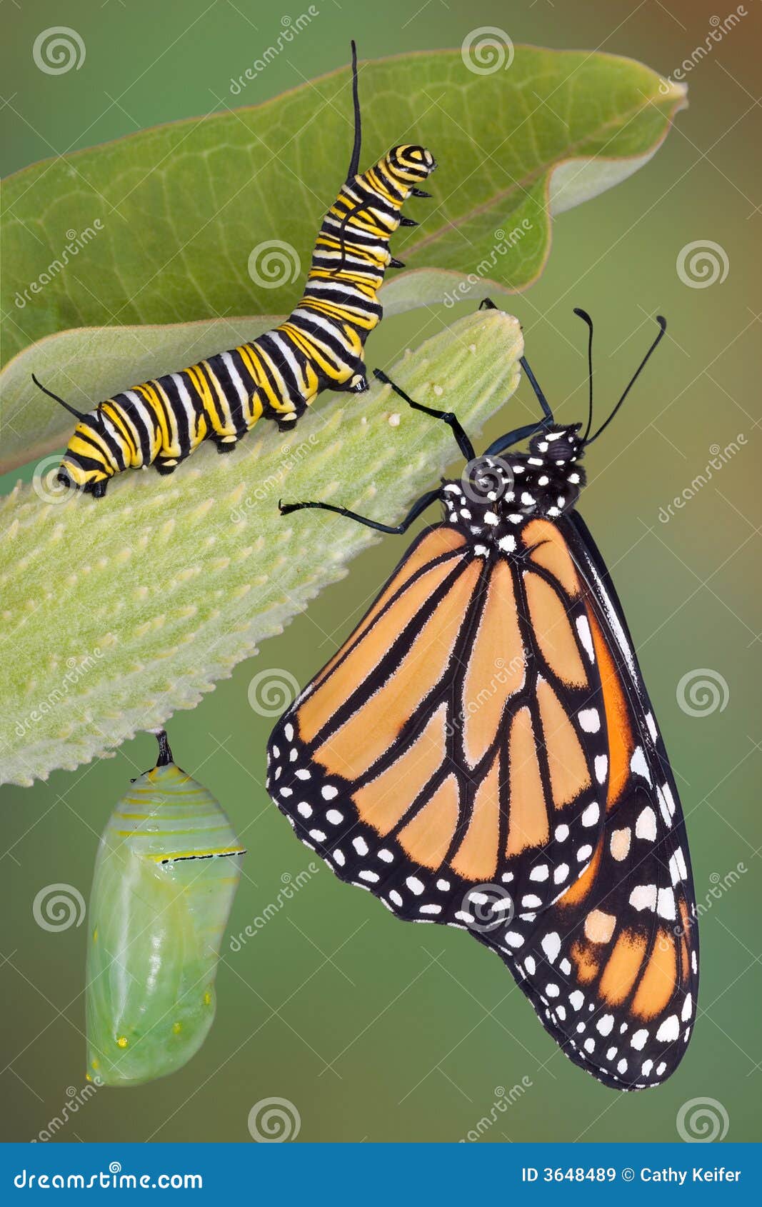 monarch life stages