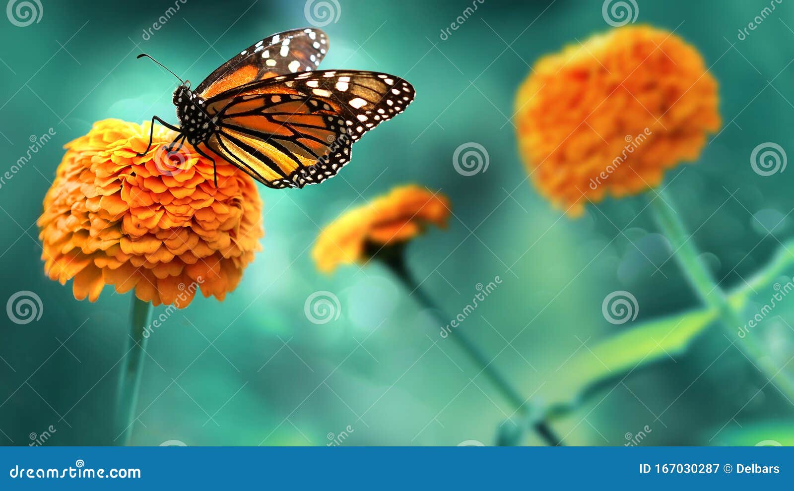 monarch orange butterfly and  bright summer flowers on a background of blue foliage in a fairy garden. macro artistic image.