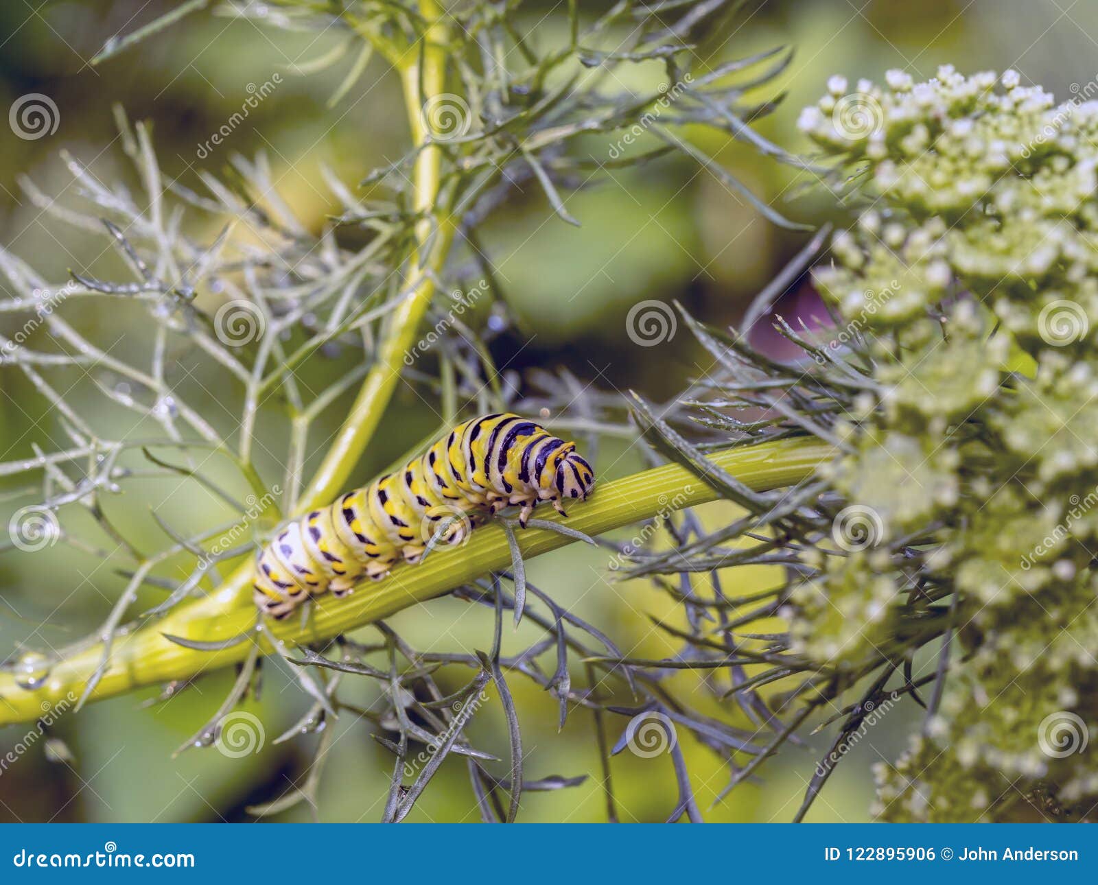 Monarchn Caterpillar, Larval, Lepidoptera Stock Photo Image of danaus, anne 122895906