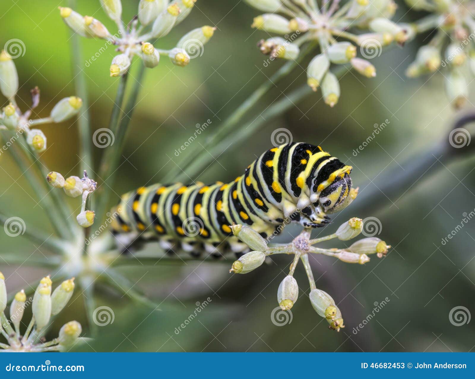 Monarchn Caterpillar, Larval, Lepidoptera Stock Image Image of yellow, lepidoptera 46682453