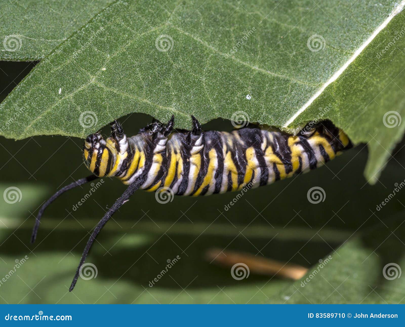 Monarchn Caterpillar, Larval, Lepidoptera Stock Photo Image of plexippus, animal 83589710