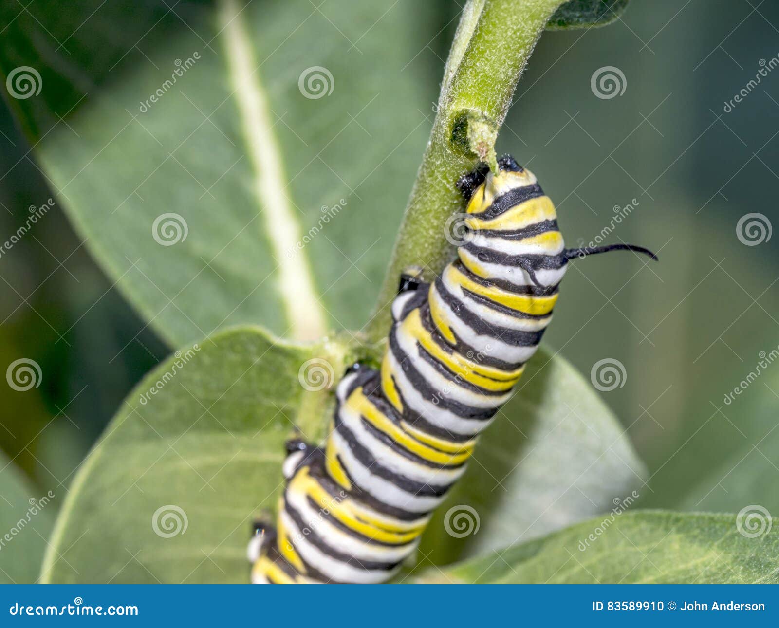 Monarchn Caterpillar, Larval, Lepidoptera Stock Photo Image of nilkweed, caterpillars 83589910