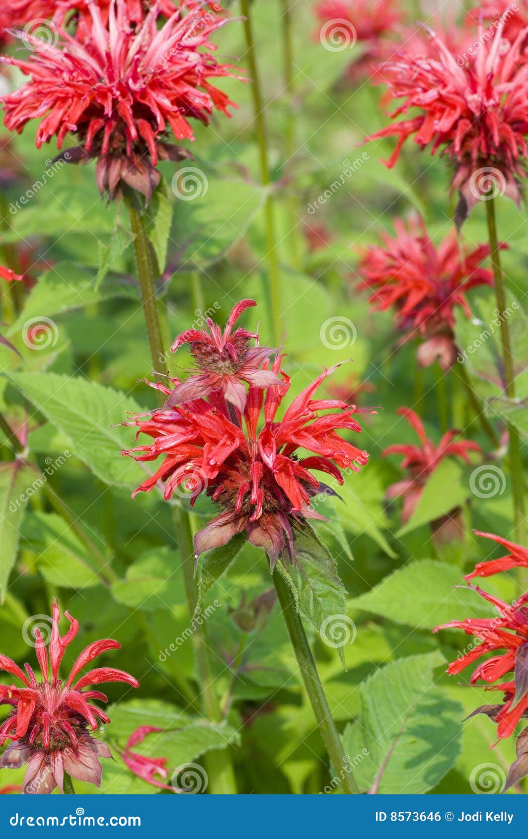 Sommaren för monardaen för fältet för balsambibris vågr den slappa