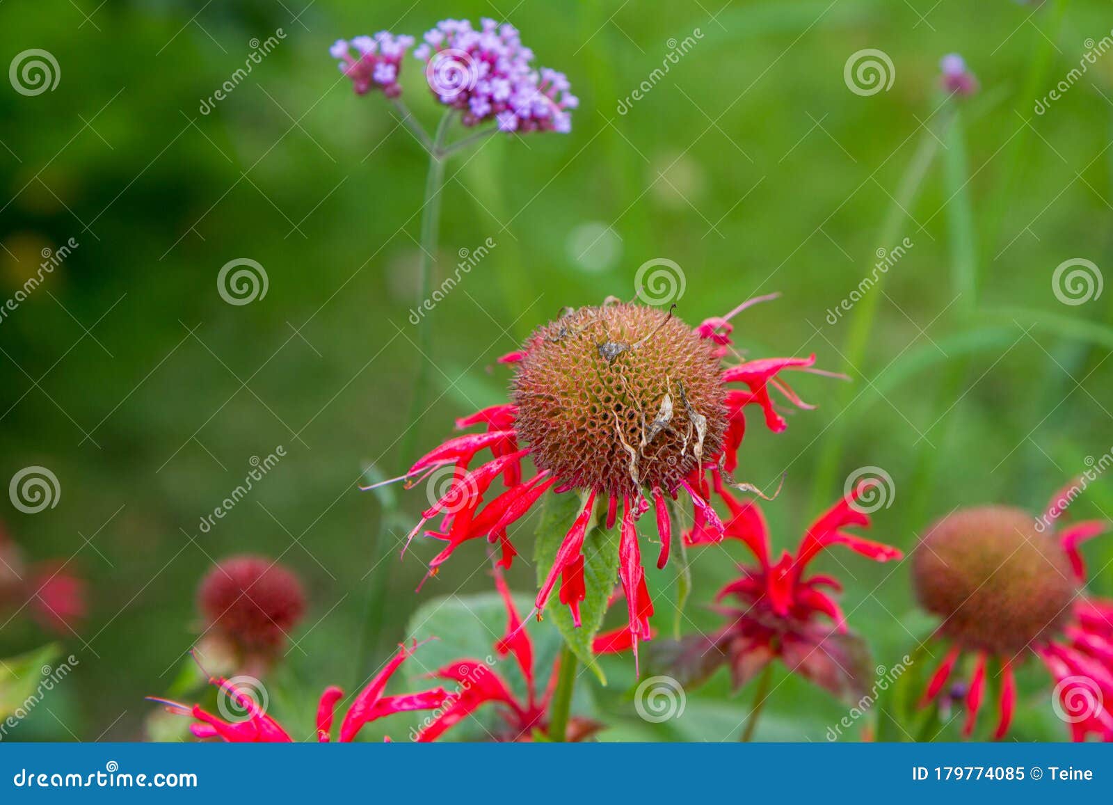 Monarda Bee Balm Flower Stock Image Image Of Time Flower 179774085