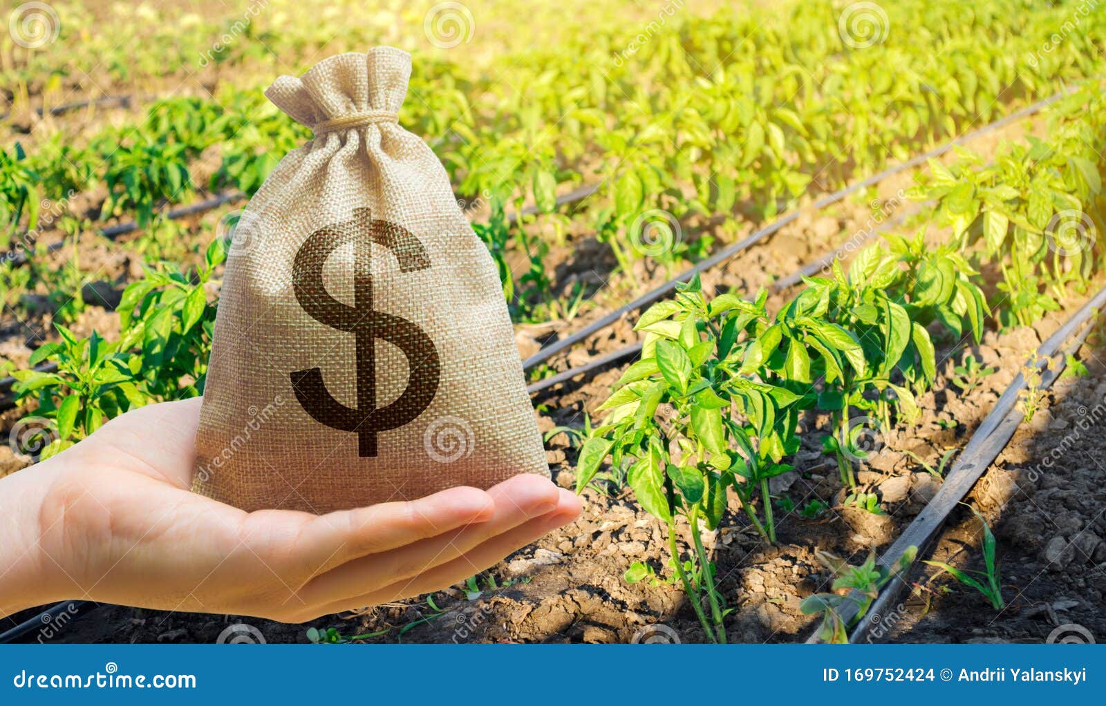 money bag on the background of agricultural crops in the hand of the farmer. agricultural startups. profit from agribusiness.