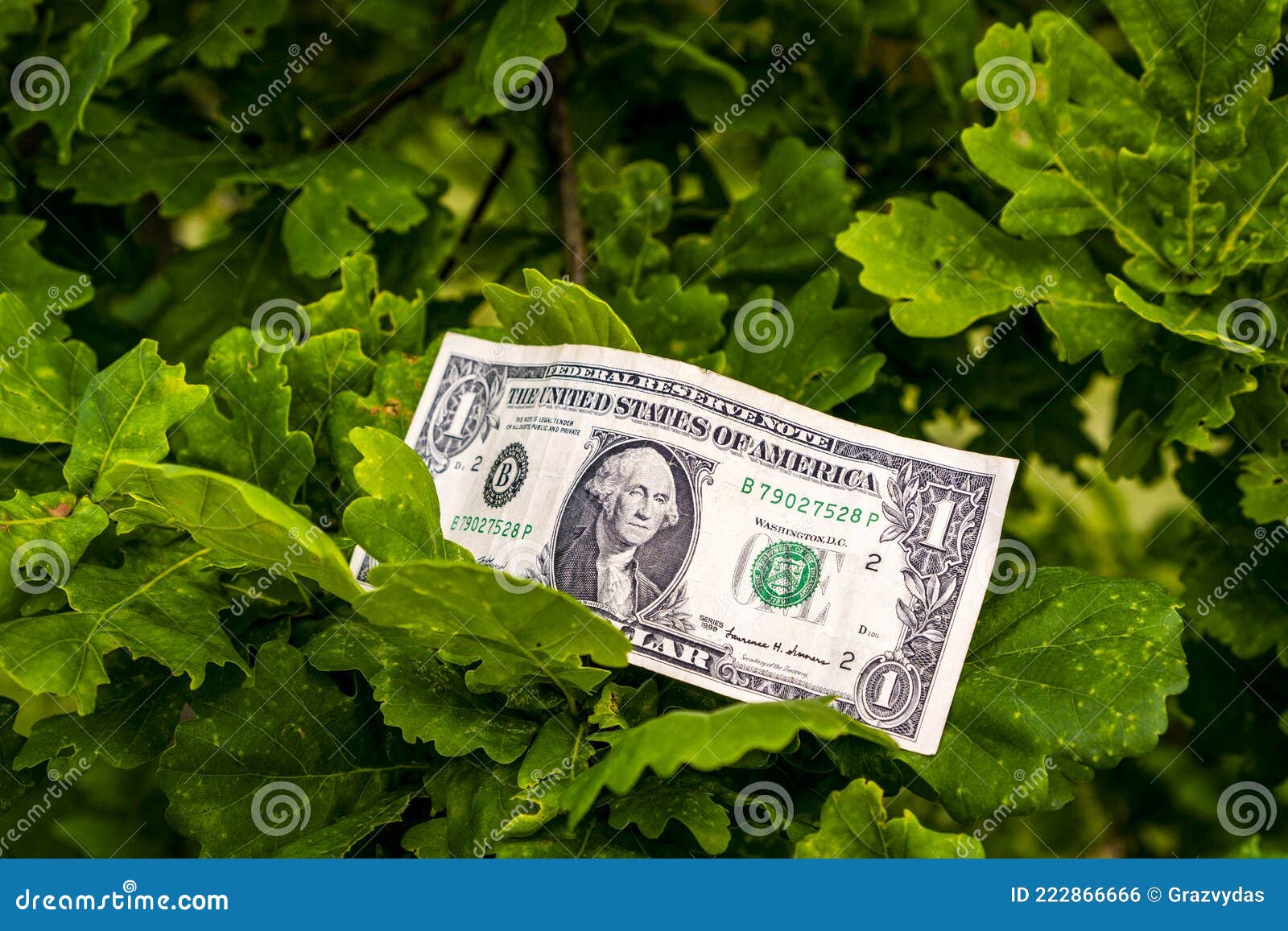 Money Does Grow on Trees stock photo. Image of ideas 222866666
