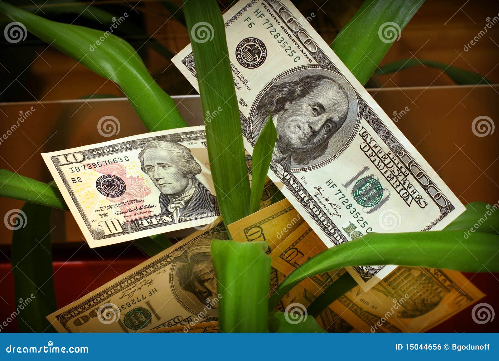 Money flower stock photo. Image of earn, dollar, exchange 15044656