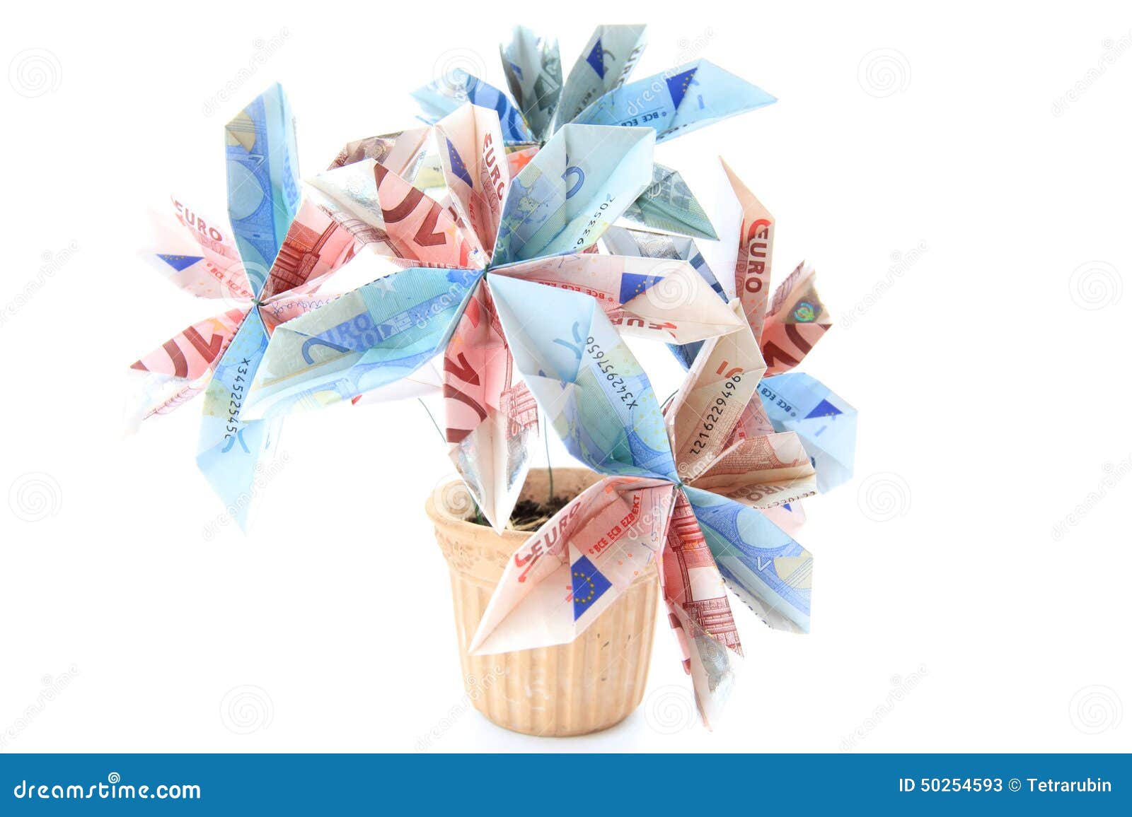 Money flower in a pot stock image. Image of currency 50254593