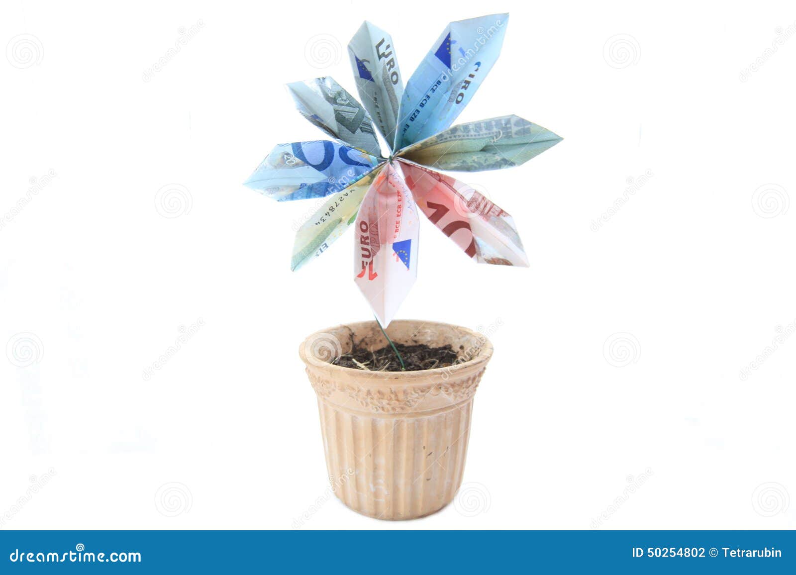 Money flower in a pot stock photo. Image of dirt, ideas 50254802