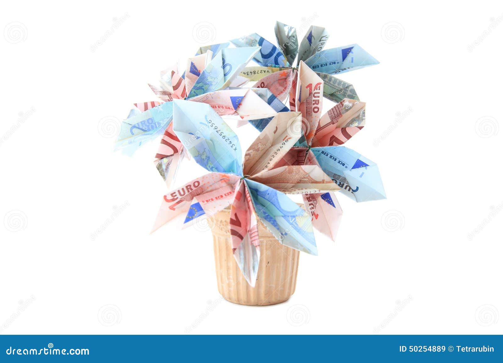 Money flower in a pot stock image. Image of copy, backgrounds 50254889