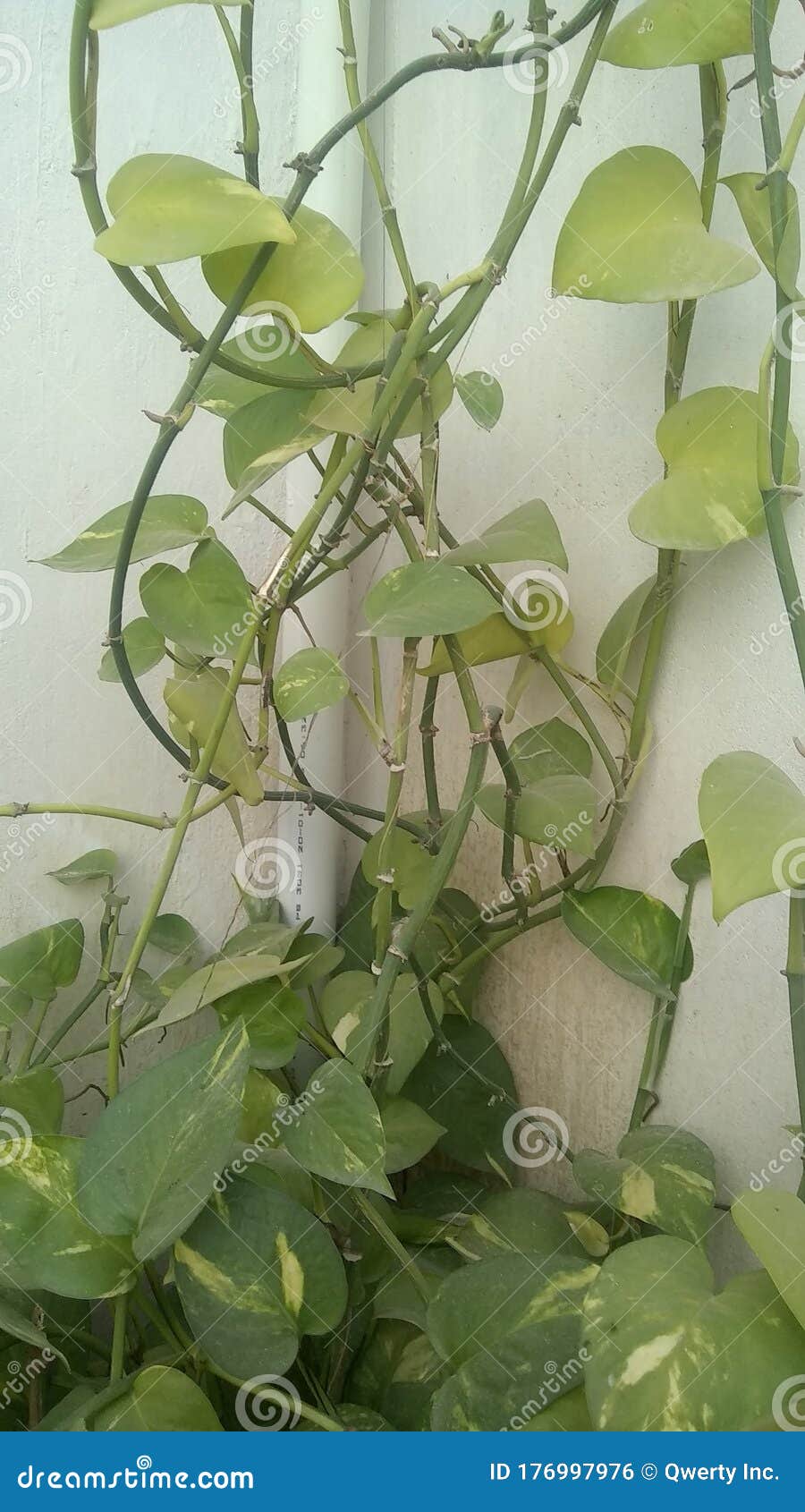 Money Plant vine stock photo. Image of money, greenplants 176997976