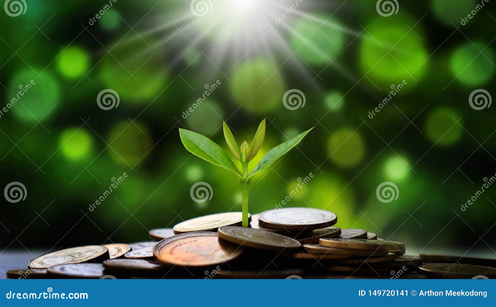 trees grow on coins and natural light on a natural green background