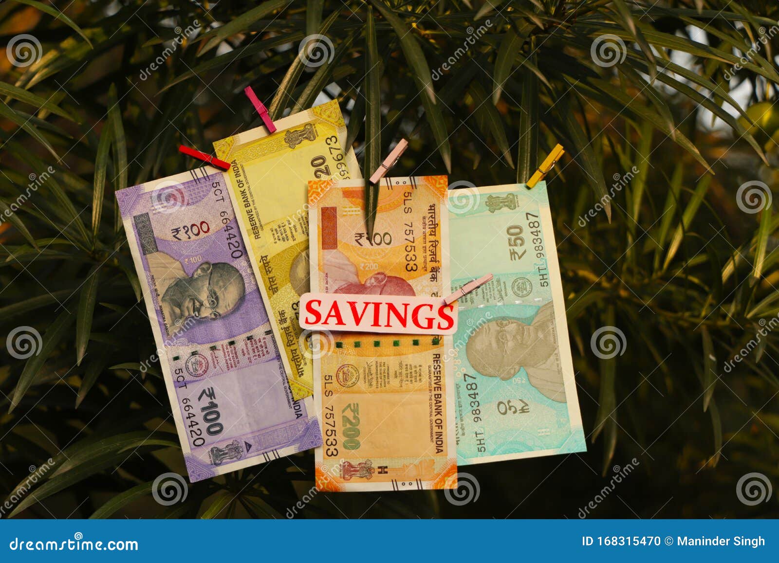 Money on a Tree Branch with Savings Text. Stock Photo Image of tree