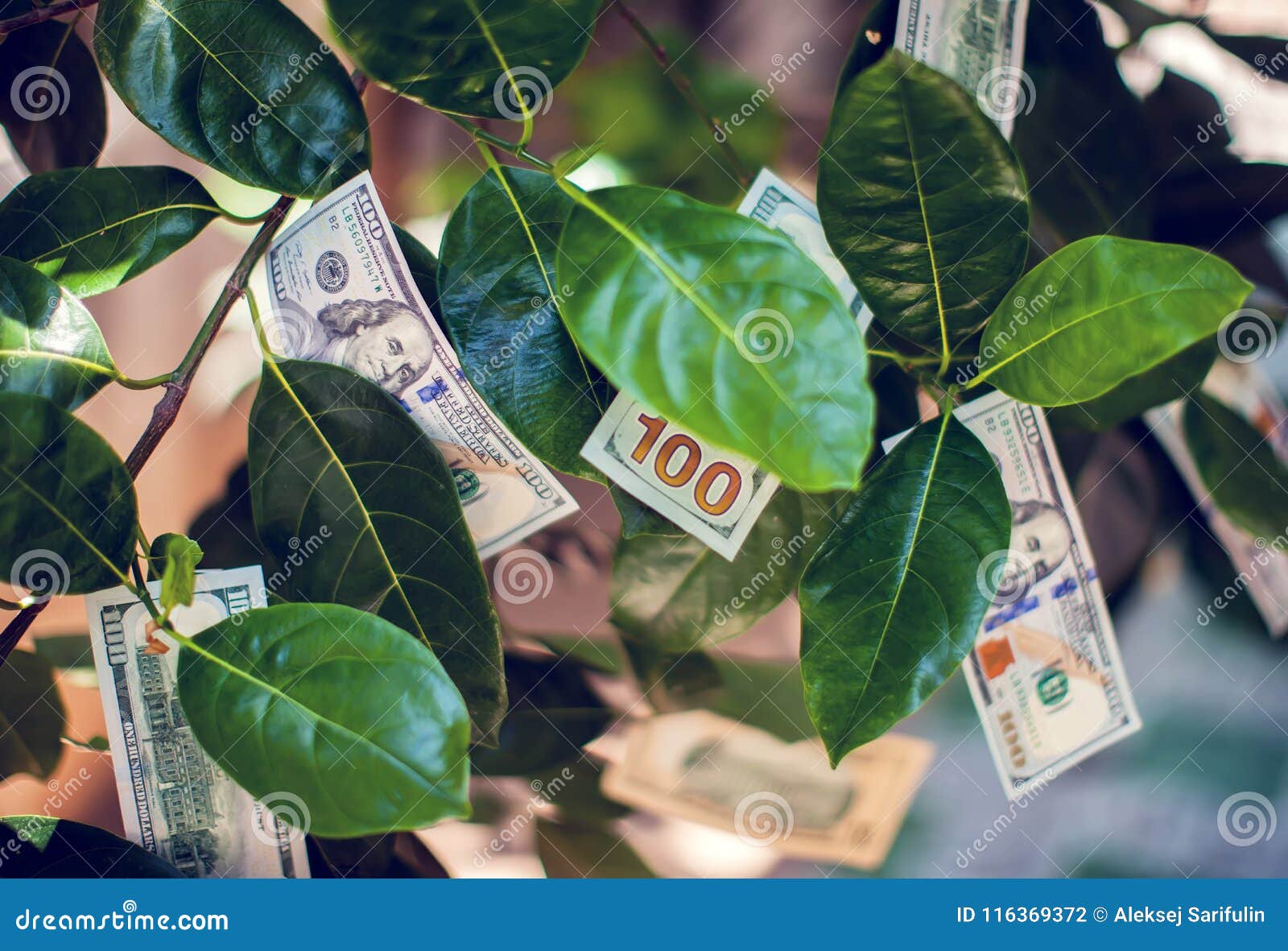Money Tree with Dollar Bills on Leaves Stock Photo Image of
