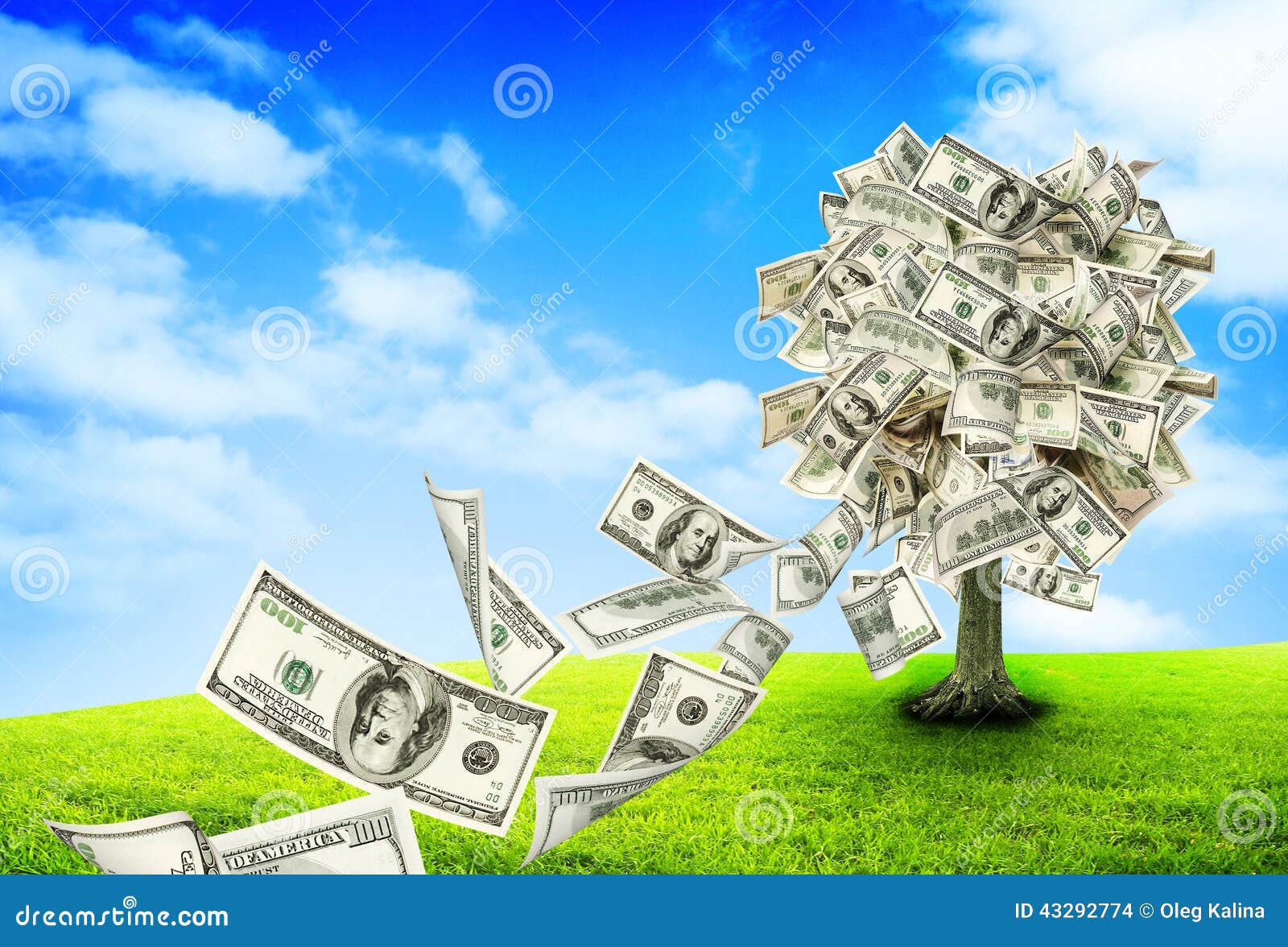Money Tree Pictures