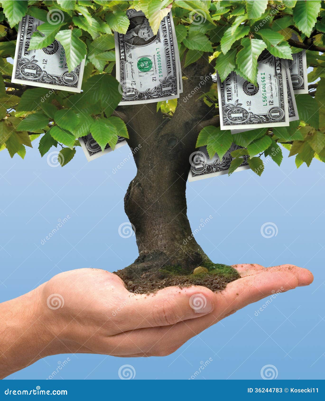 money tree - one dollar