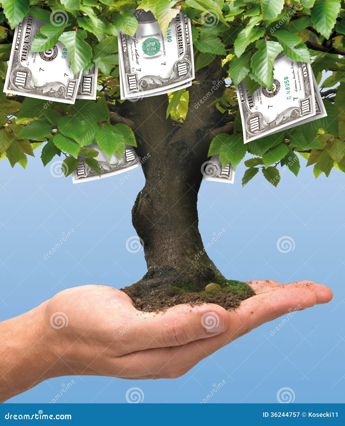 money tree - one hundred dollar