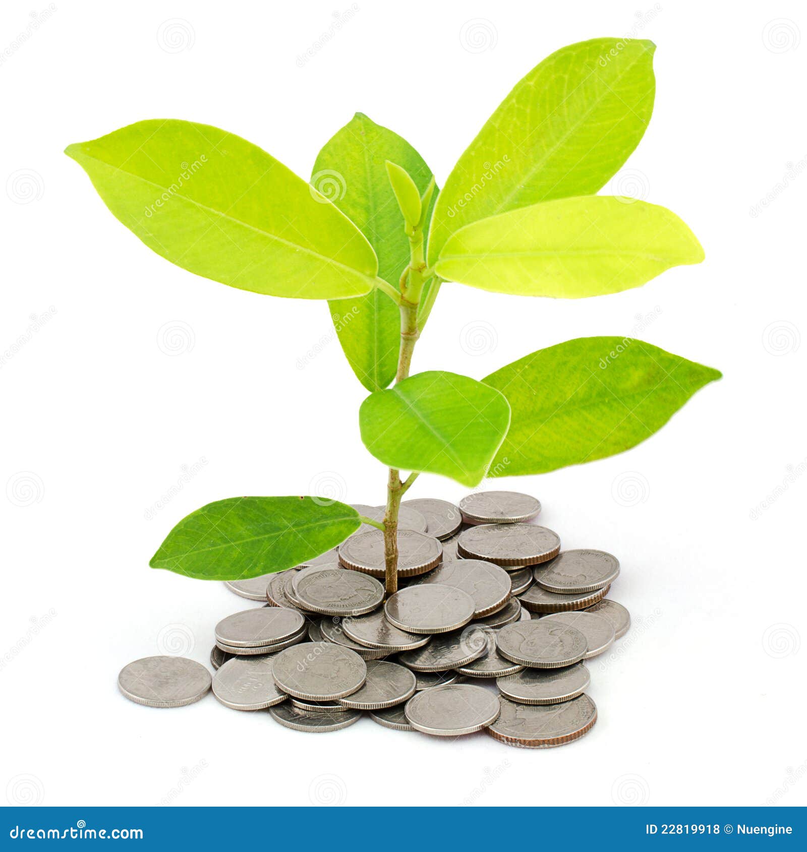 Money Tree on a Pile of Coins Stock Photo Image of heap, currency