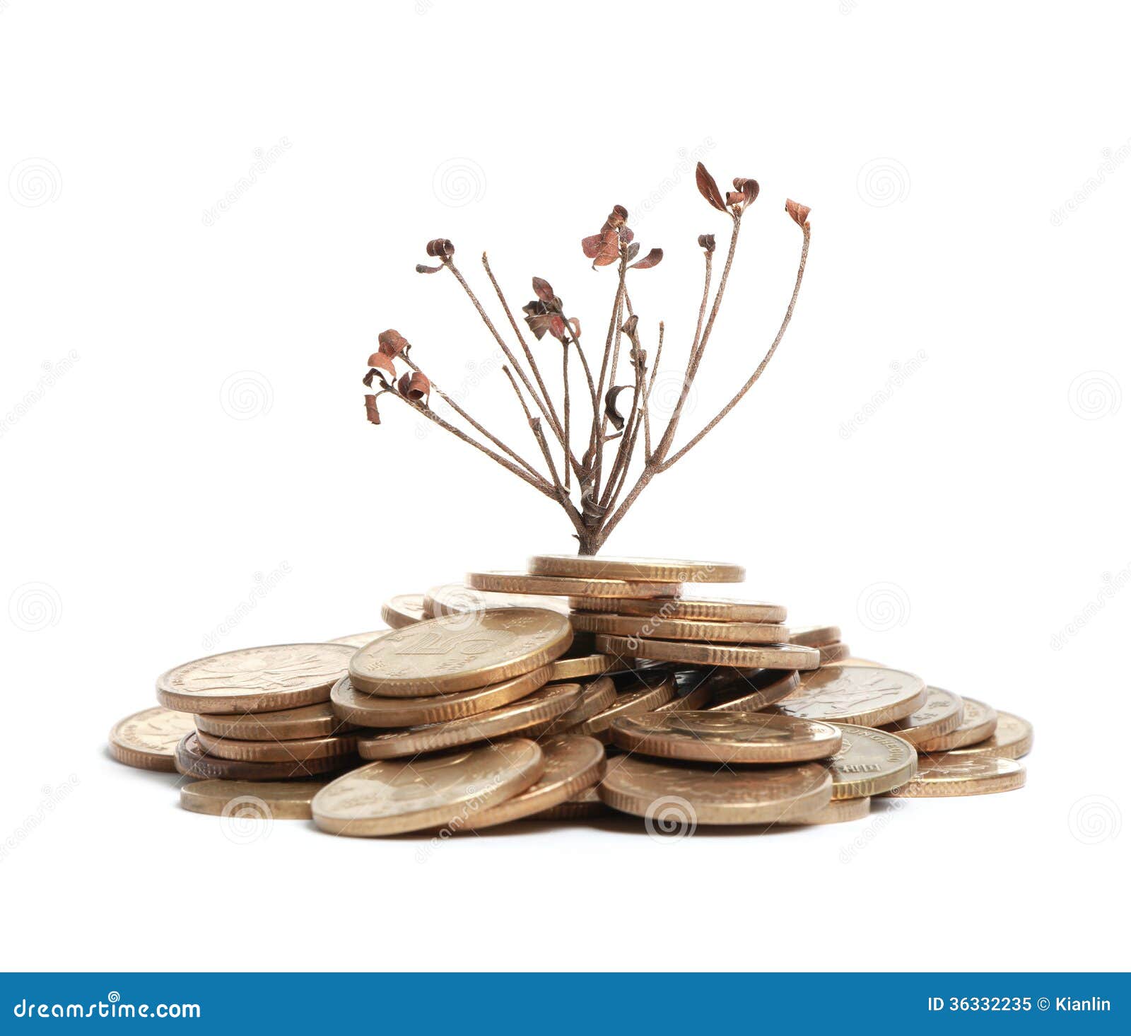 Money With Withered Branch RoyaltyFree Stock Photo