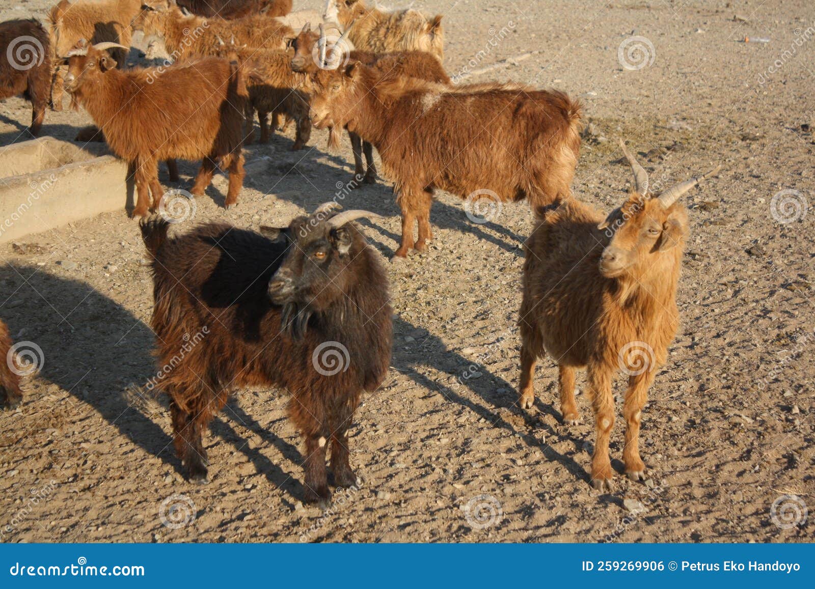 mongolian cashmere goats in the desolate valley in atar sum, tuv mongolia.