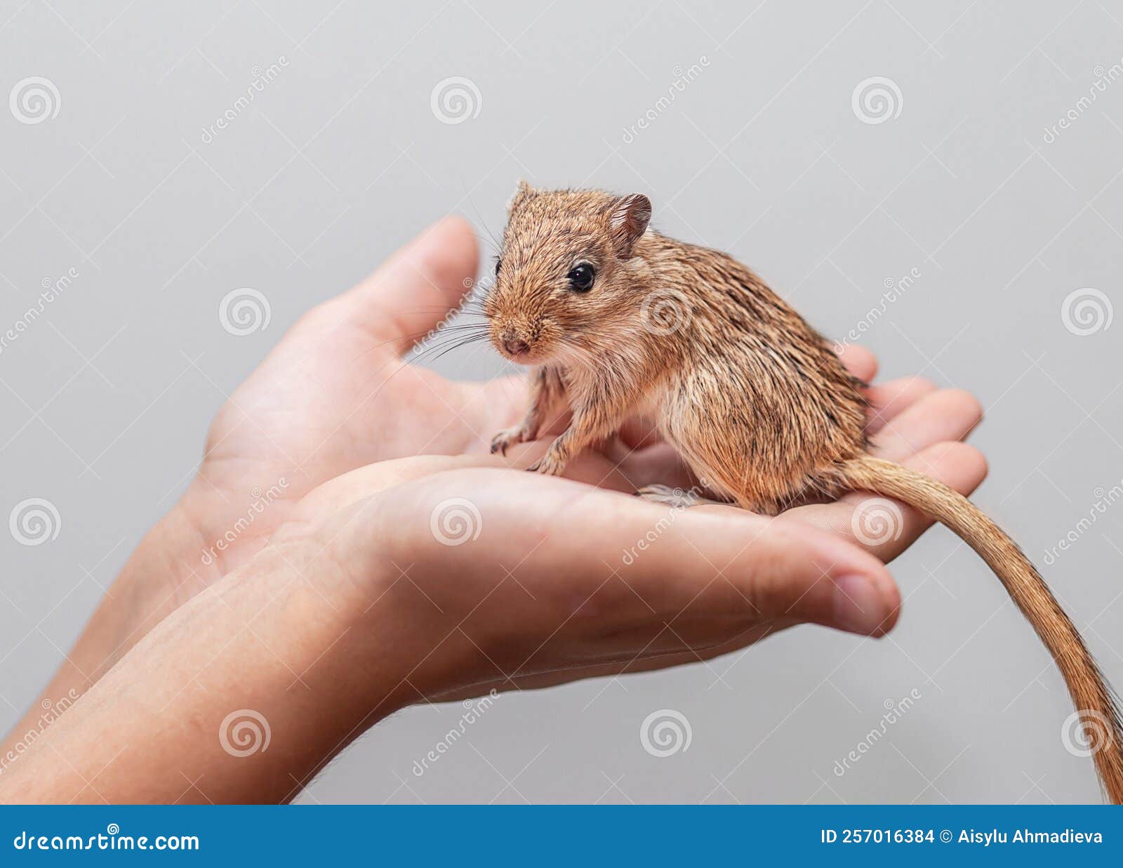 Mongolian Gerbils (Meriones) As a Pet Stock Photo - Image of mongolian,  closeup: 257016384