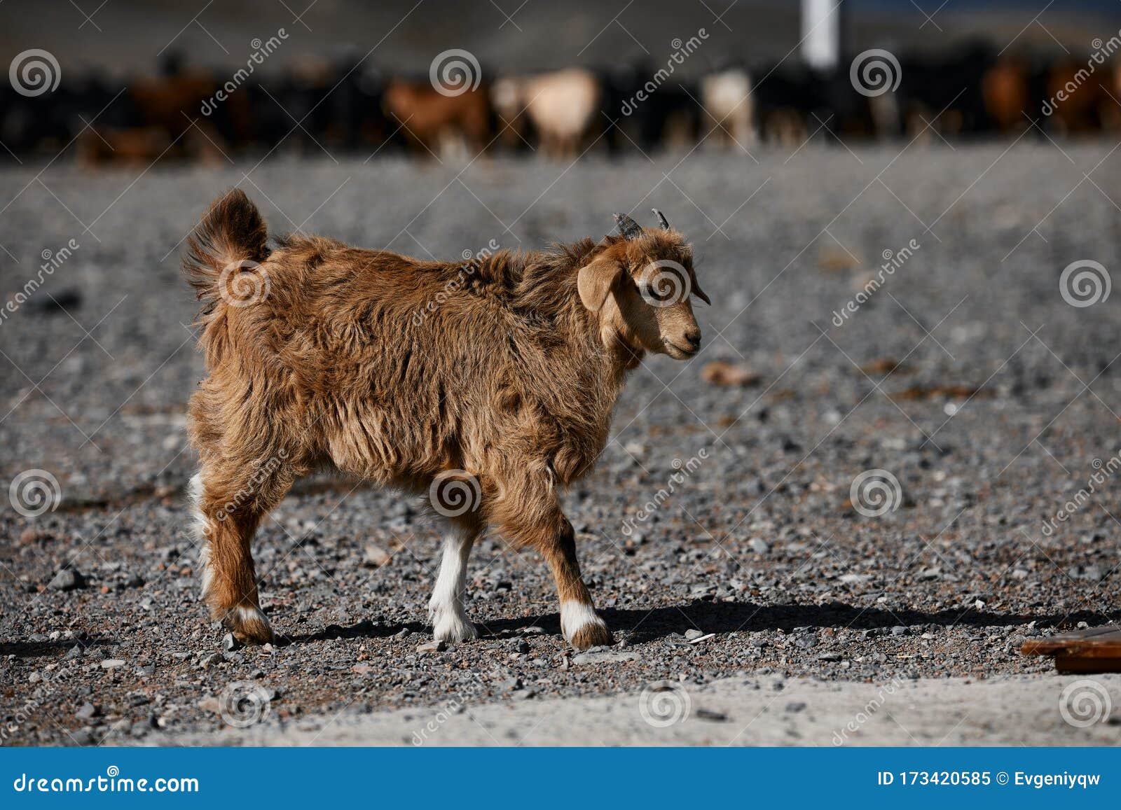 Mongolian Goats. Source Of Meat, Milk And Wool. Goat Cashmere And ...