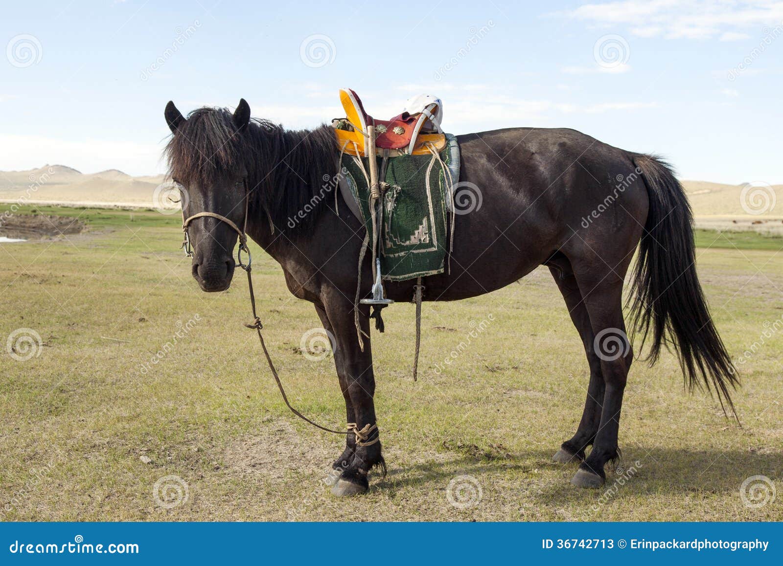 Mongolian Horse with Saddle Stock Image - Image of grasslands, horse