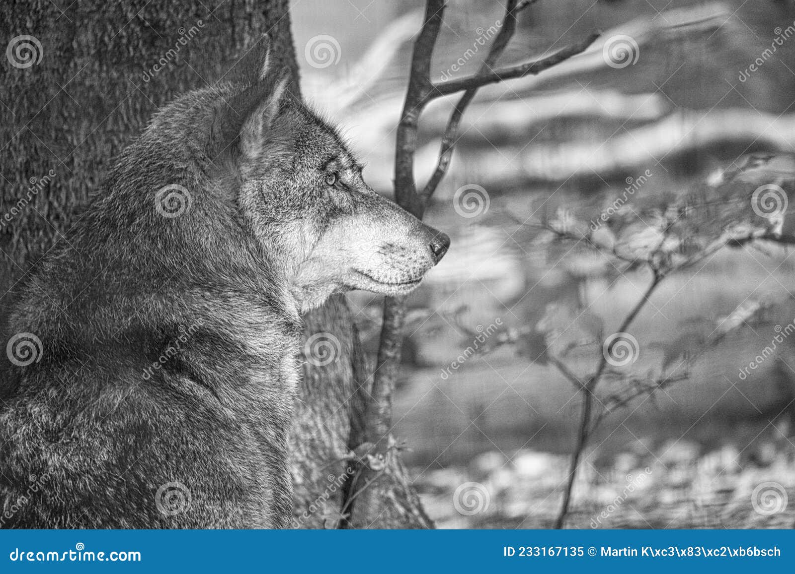 Mongolian Wolf in a Deciduous Forest Close Up in Black and White Stock ...