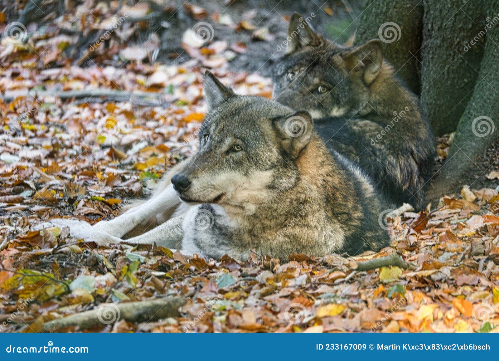 Mongolian Wolf in a Deciduous Forest in Close Up Stock Image - Image of  caught, wolf: 233167009