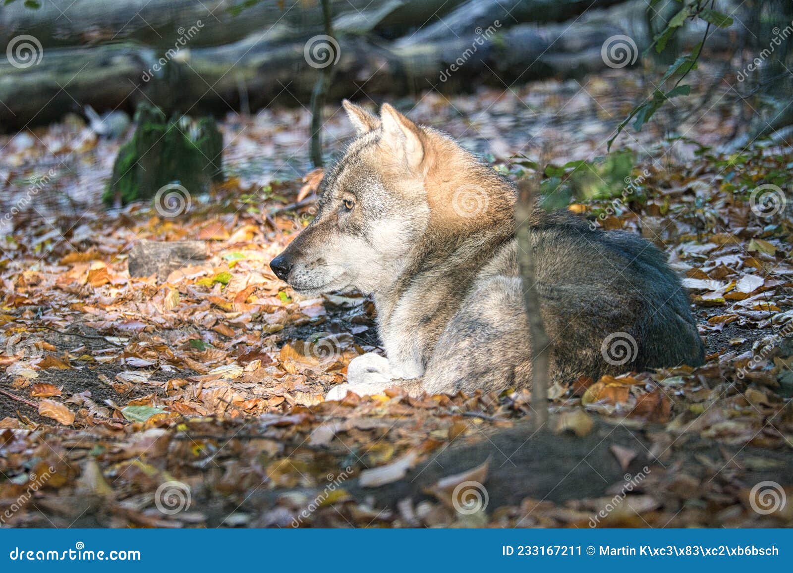 Mongolian Wolf in a Deciduous Forest in Close Up Stock Image - Image of  energy, predator: 233167211