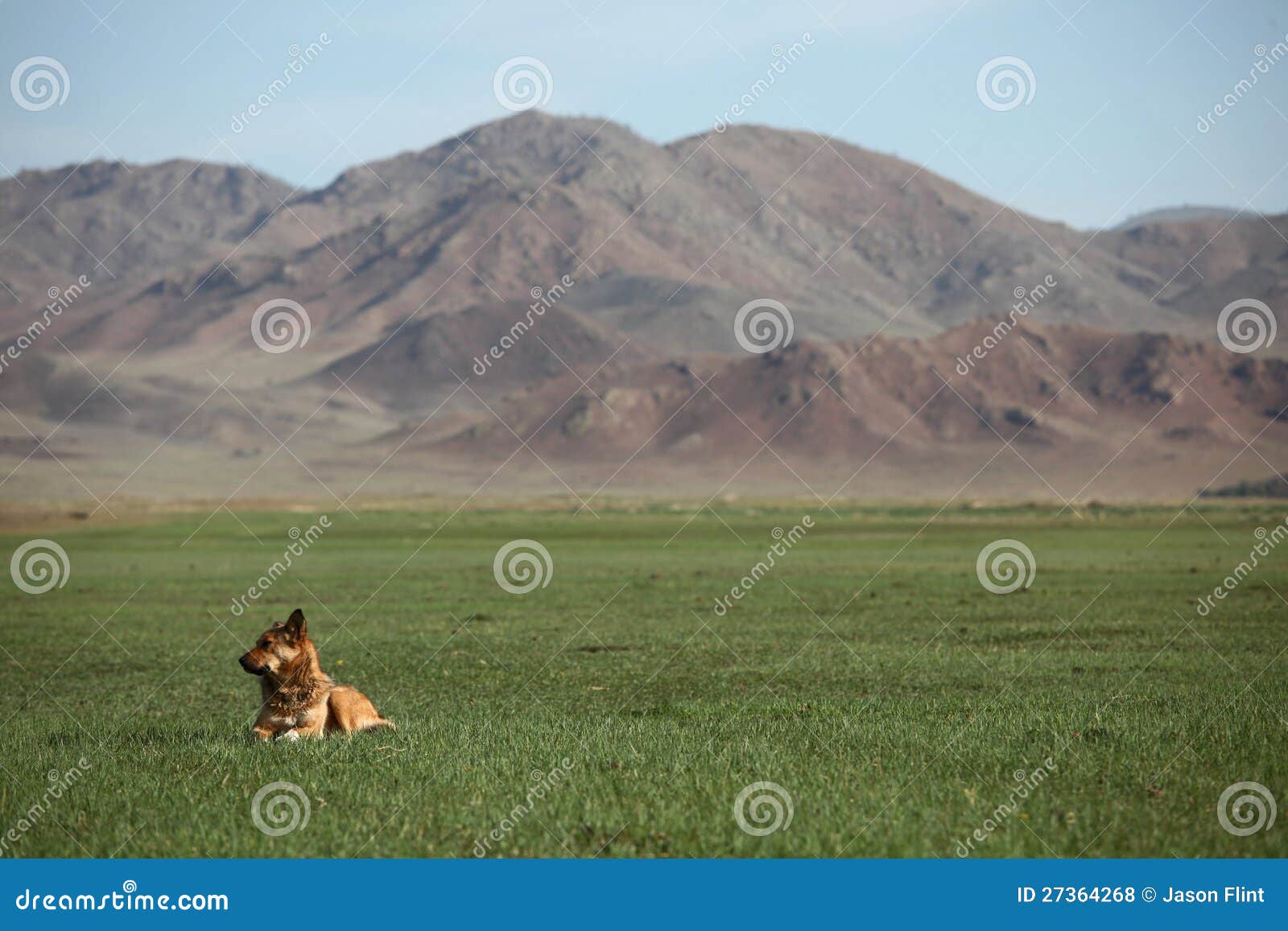 Mongolischer Hund stockfoto. Bild von hund, berge, berg 27364268