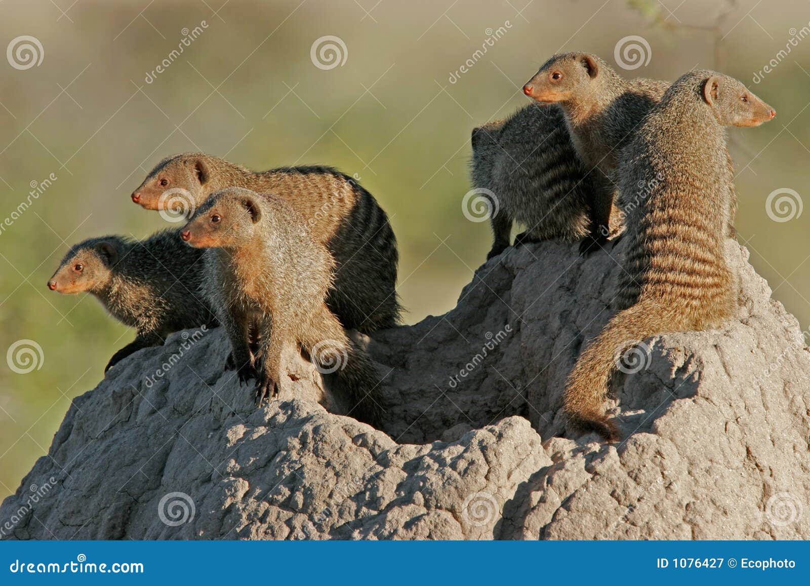 mongoose family, etosha national park, namibia