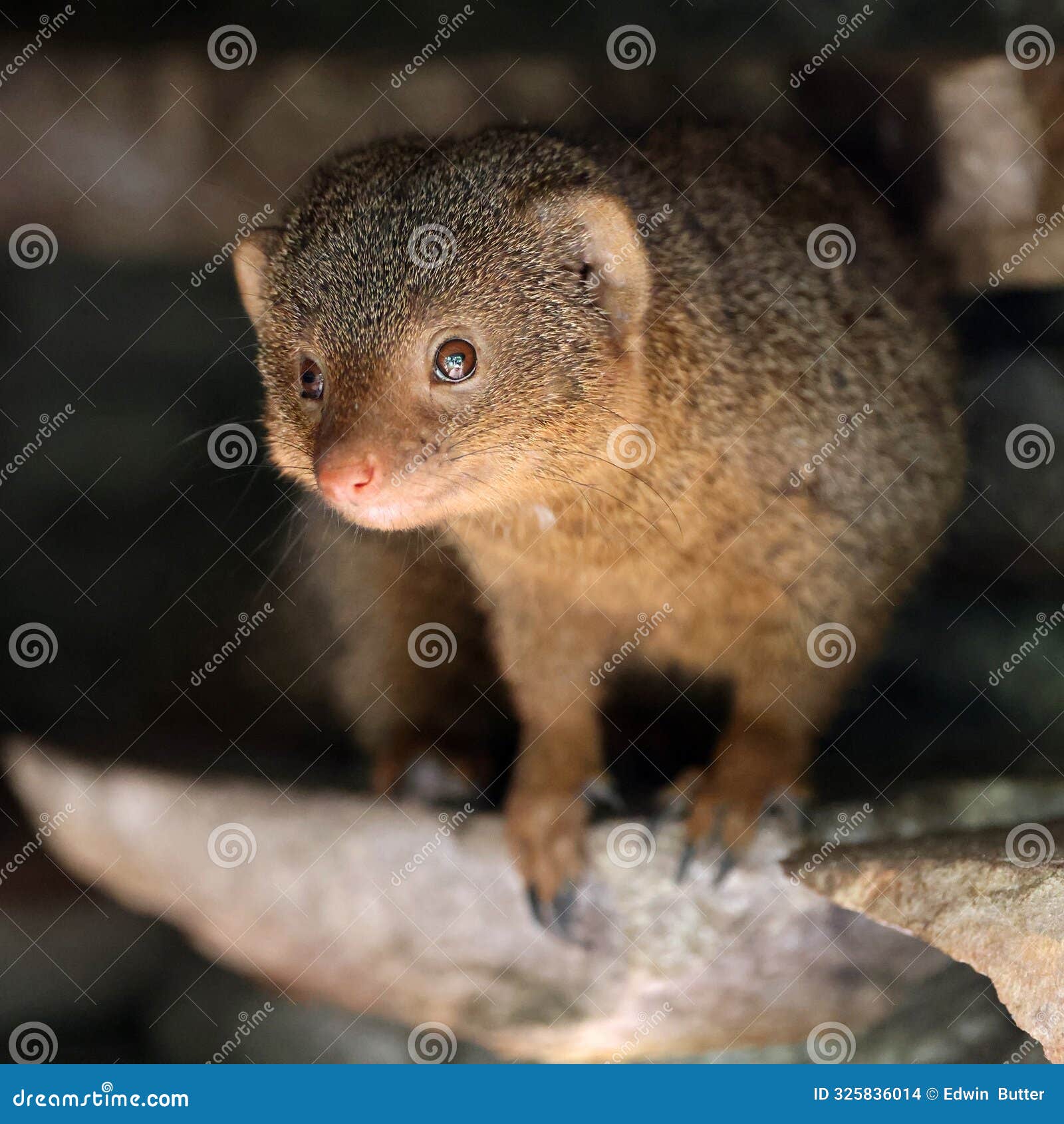 mongoose (helogale parvula)