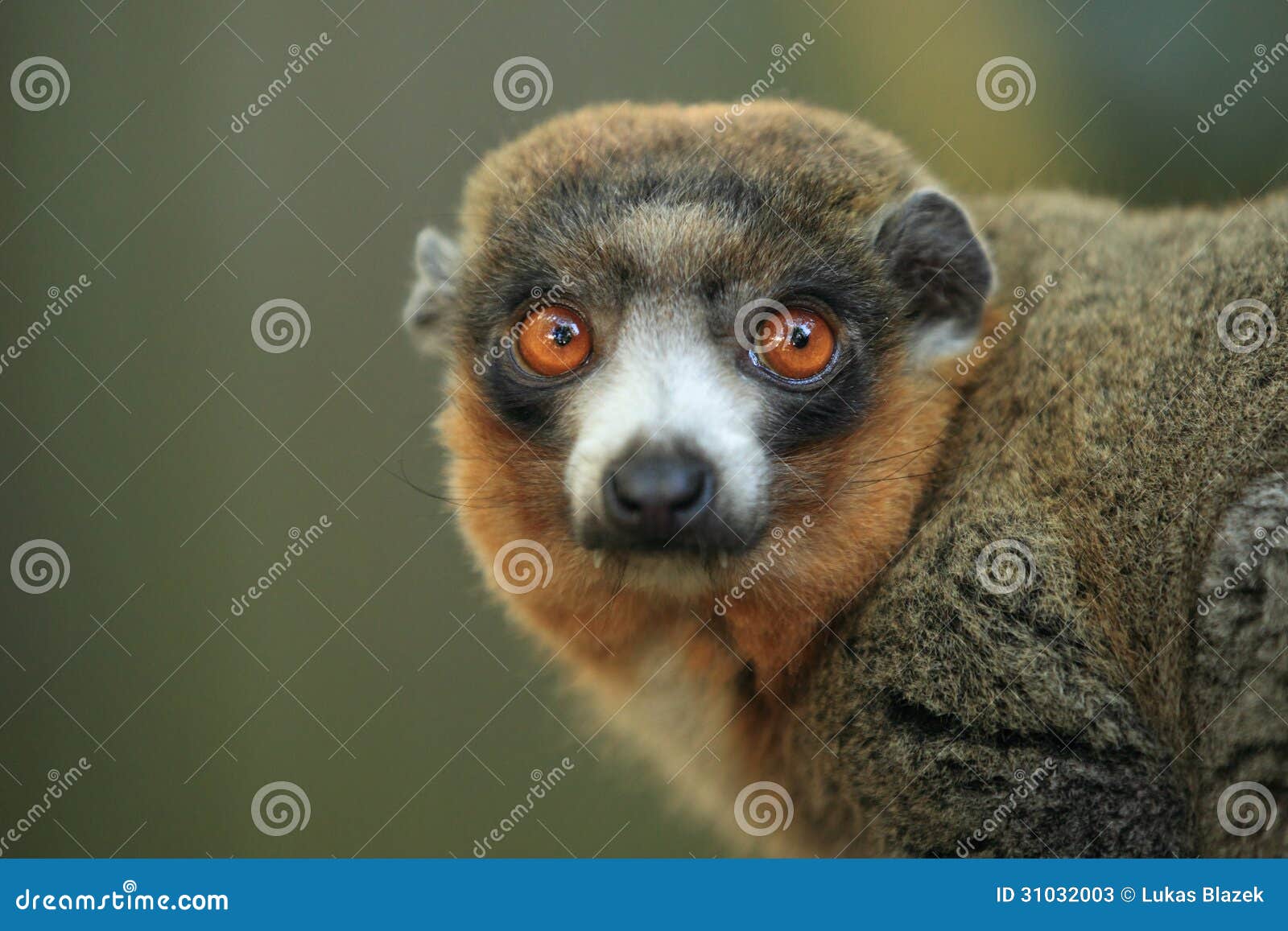 mongoose lemur