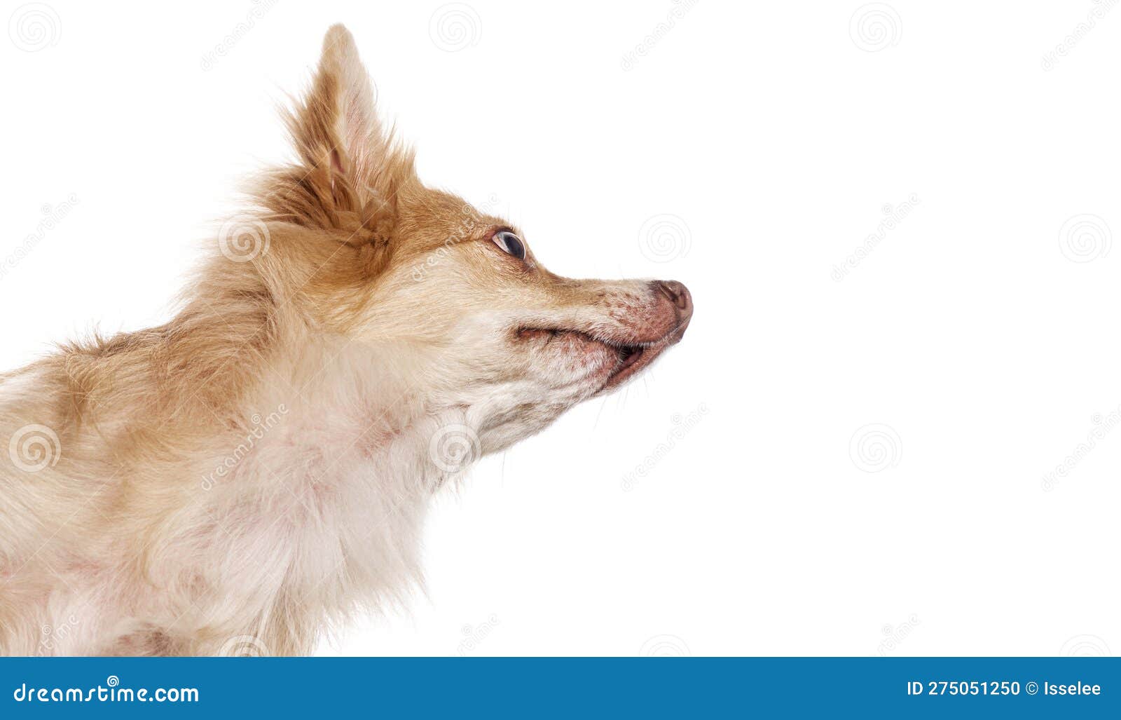 Mongrel, Crossbreed Dog, Head Shot, View from Below, Head Shot