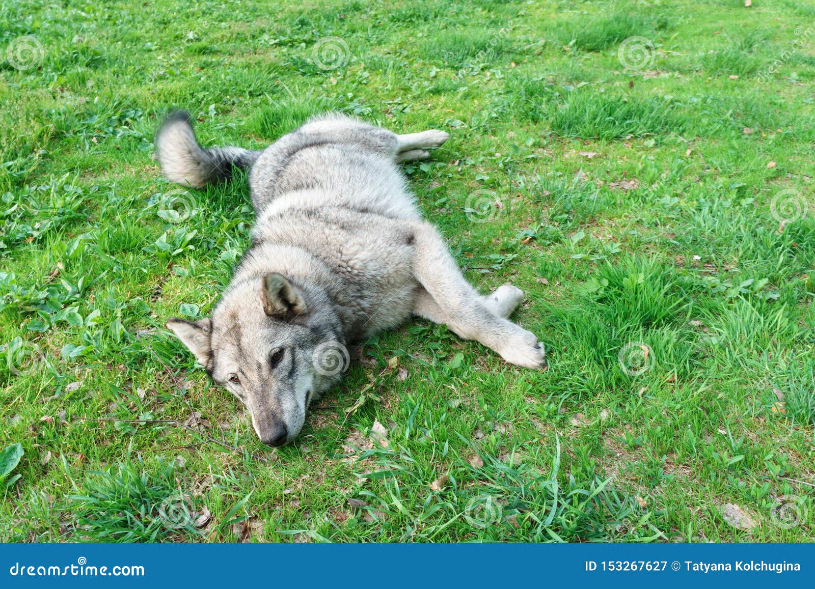 Mongrel Grey Dog Rest on Green Grass Stock Image Image of canine